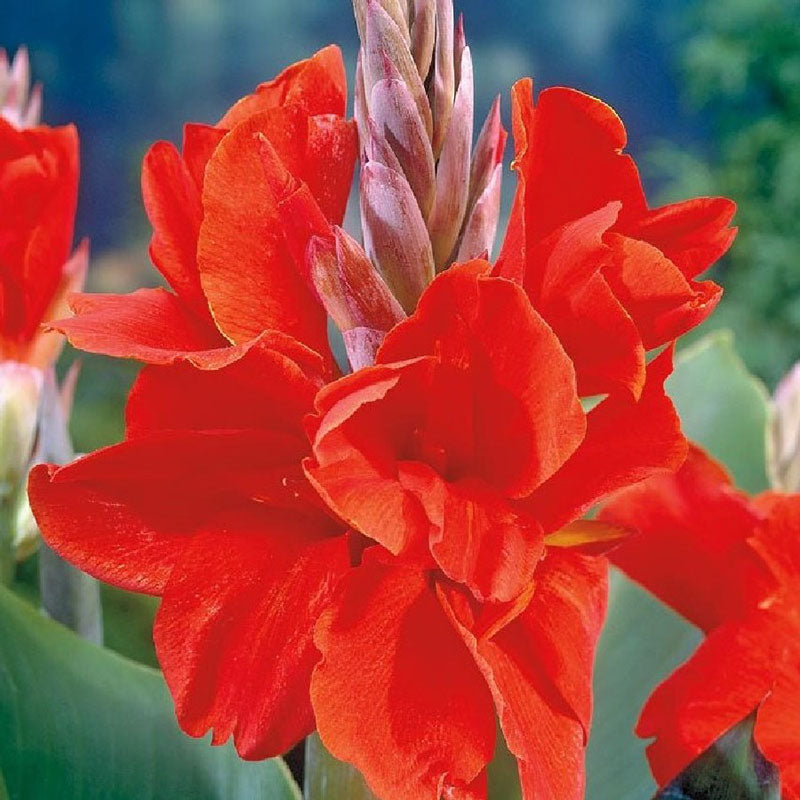 canna lily the president