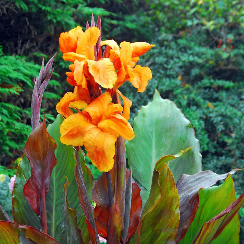 canna lily wyoming 