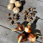 hyacinth, paperwhite, anemone, and ranunculus bulbs