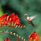 crocosmia flower with hummingbird