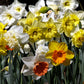 daffodil long lasting mix