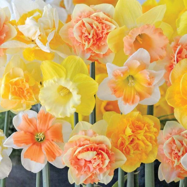 daffodil citrusorbet mix