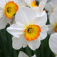 flower record daffodil 