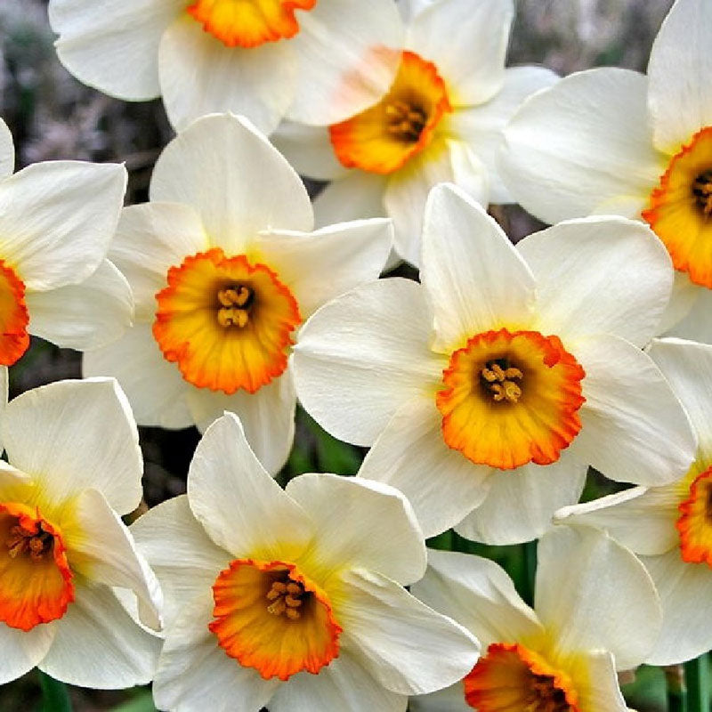 flower record daffodil 