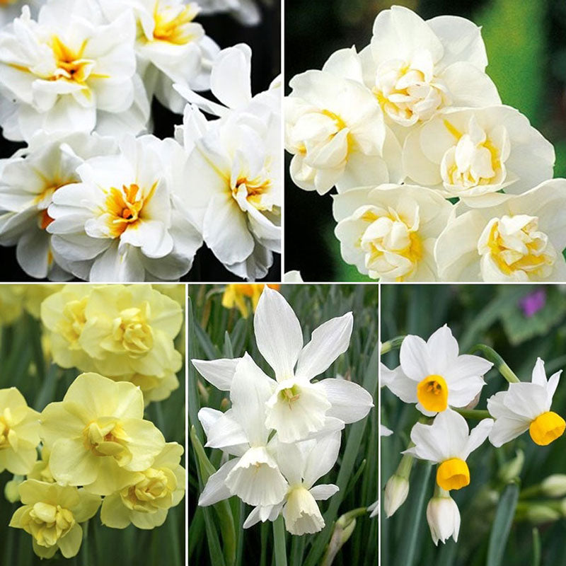 fragrant mix daffodil