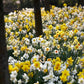 naturalizing mix daffodil