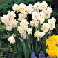 winston churchill daffodil 