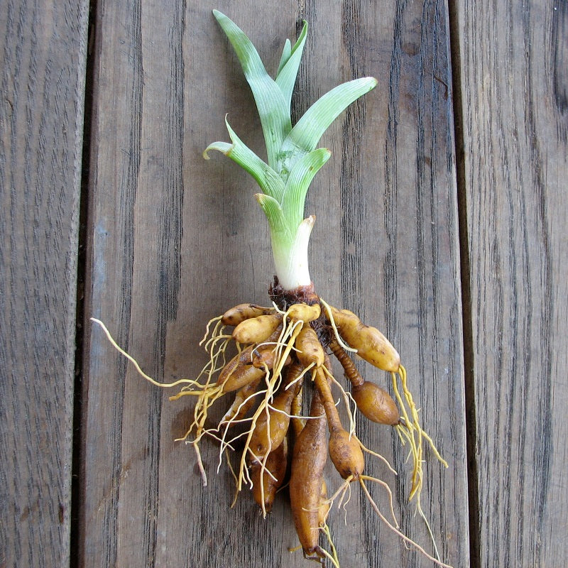 daylily roots
