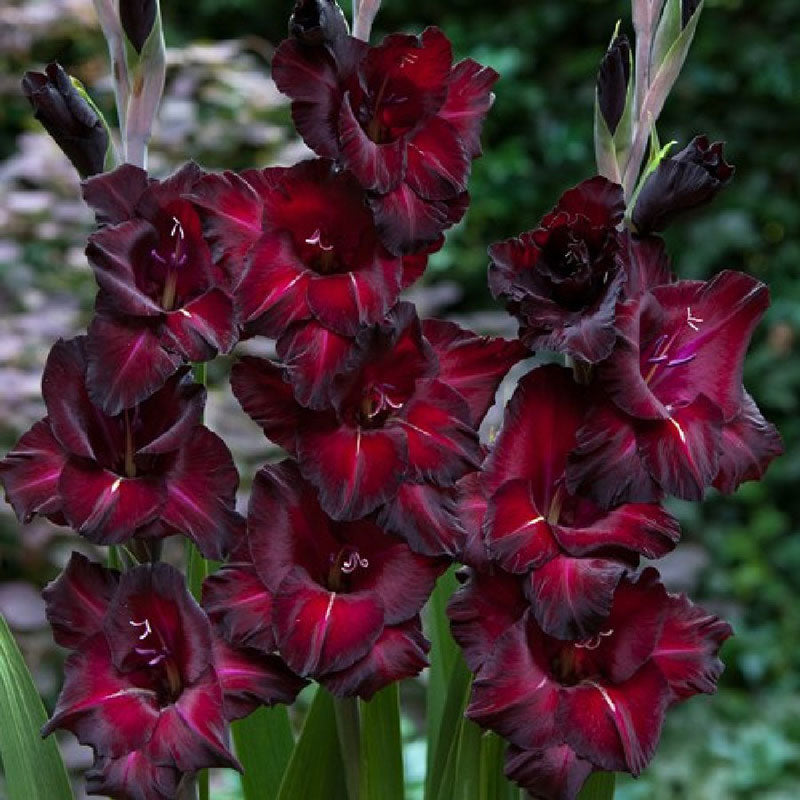 gladiolus flower blackstar