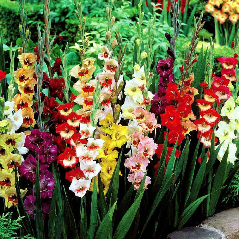 gladiolus butterfly mix