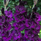 gladiolus flower purple flora