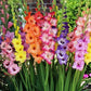 gladiolus flower rainbow mix