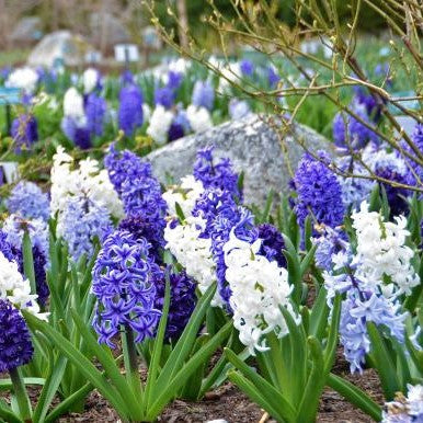 hyacinth blue mix