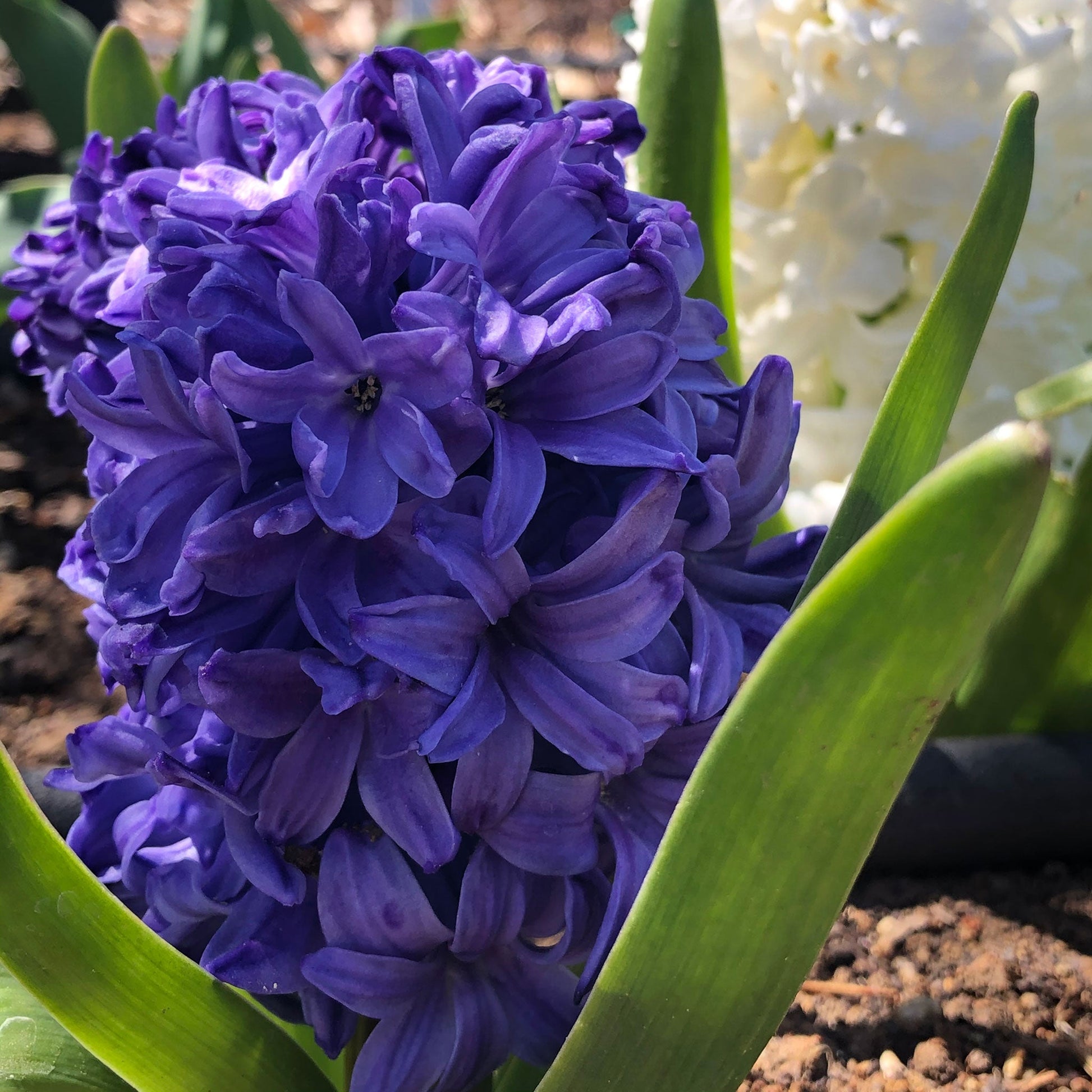 hyacinth blue mix