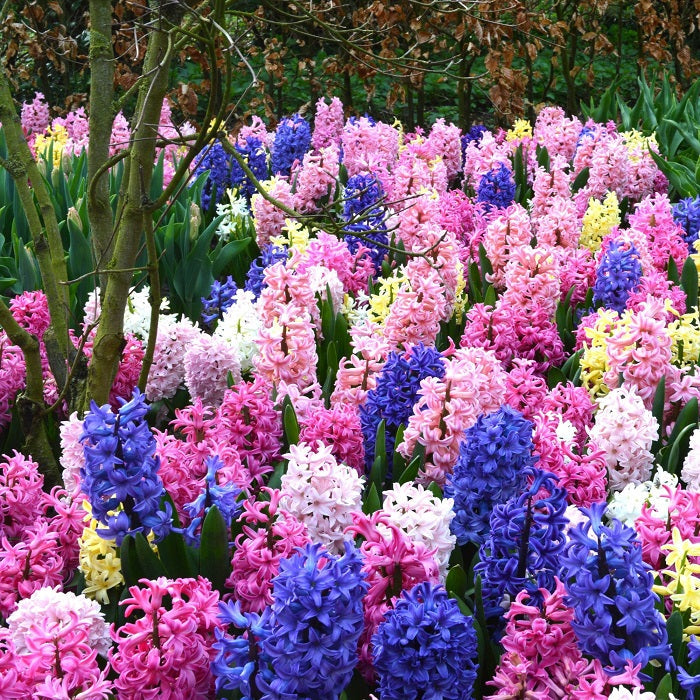 hyacinth collection 