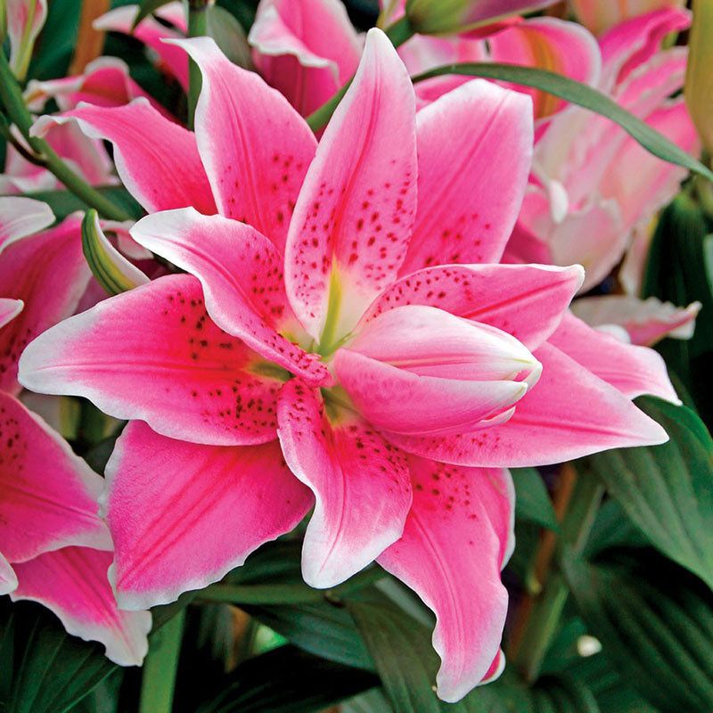double oriental lily mix