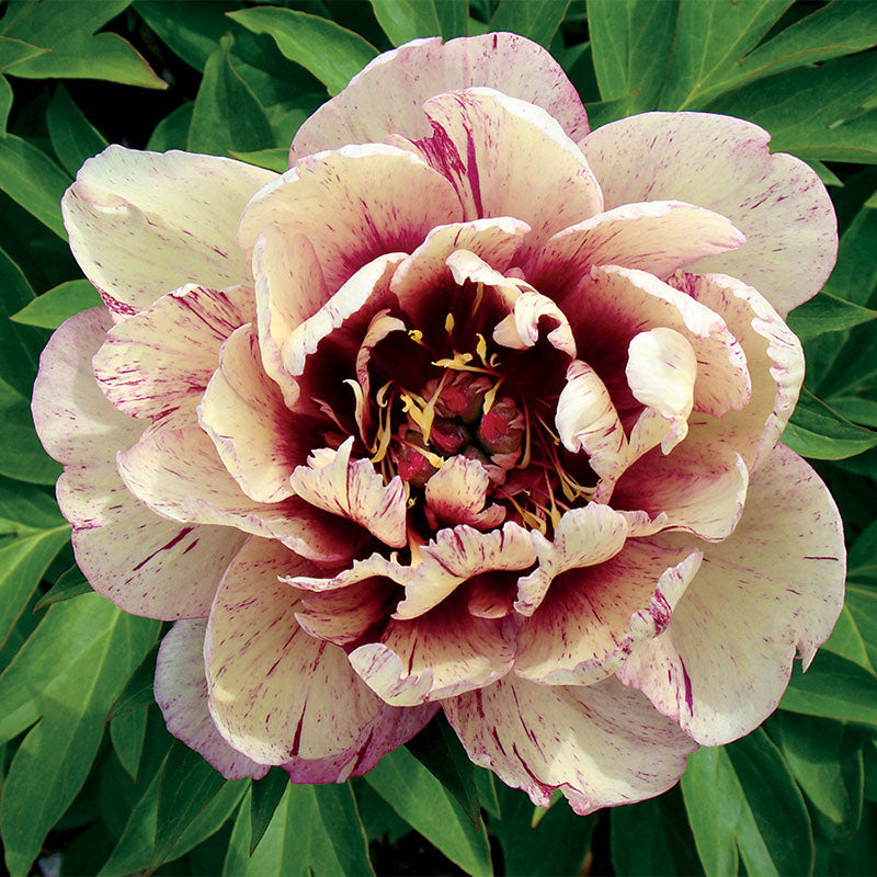 peony itoh all that jazz