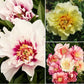 peony itoh collection