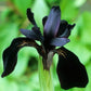siberian iris black flowered