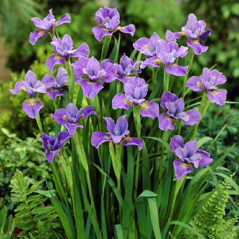 siberian iris purple