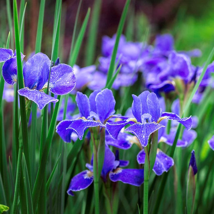 siberian iris silver edge