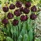 tulip black hero