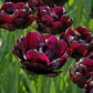 tulip black hero