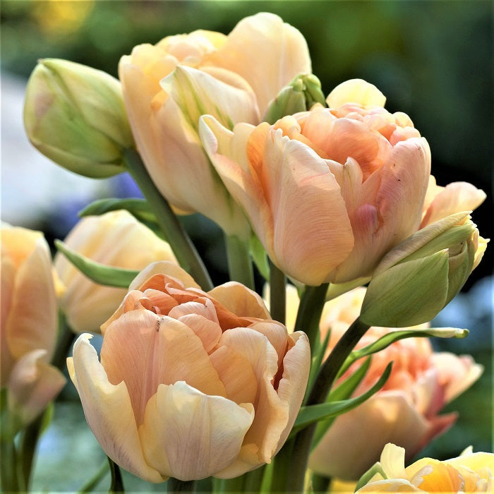 charming beauty tulip