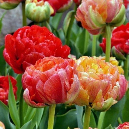 tulip double gudoshnik