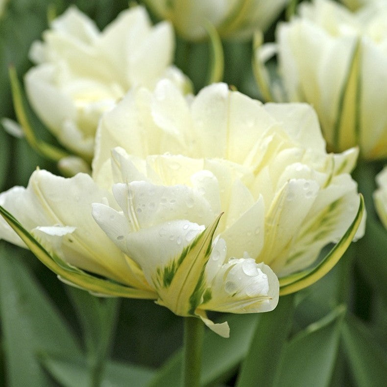 tulip exotic emperor