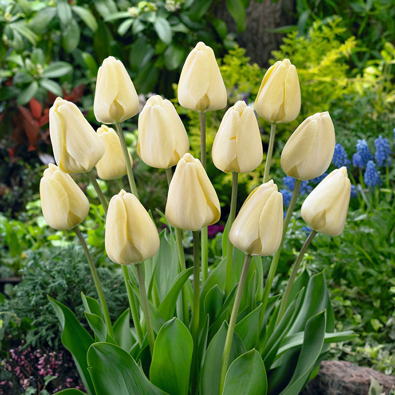 tulip ivory floradale