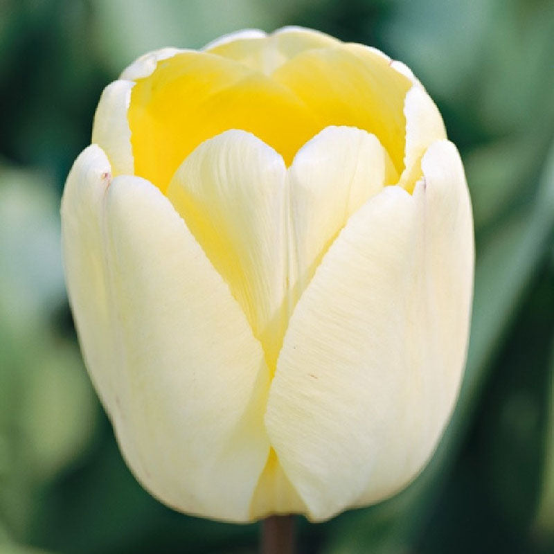 tulip ivory floradale