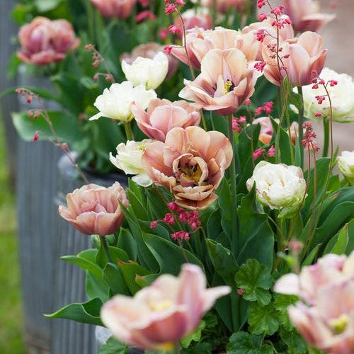tulip la belle epoque romantic mix