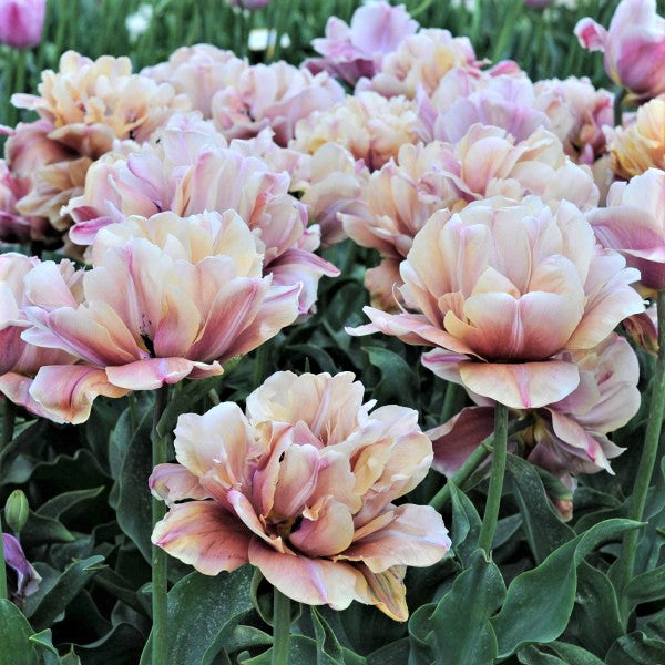tulip la belle epoque romantic mix