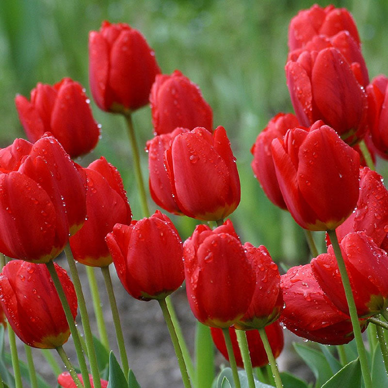 red impression tulip 