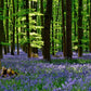 hyacinth blue wood