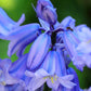 hyacinth blue wood